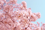 What Is the Best Time of Year to Visit Korea?